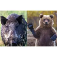 خرس ها ,مشخصات فیزیکی خرس,فواید وجود گراز و خرس در جنگل - word