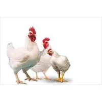 پرورش مرغ گوشتی,تحقیق بافت دان و عملکرد مرغ گوشتی