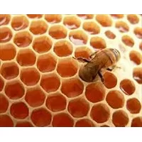 شبکه عصبی,شرح الگوریتم کلونی مورچه و زنبور عسل،