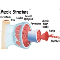 anatomy physiology,پاورپوینت فیزیولوژی بافت عضله