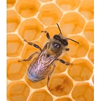 پرورش و نگهداری زنبور عسل,زنبور,پاورپوینت طرح توجیهی پرورش و نگهداری زنبور عسل