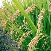 دانلود مقاله,مقاله کشاورزی,تحقیق زراعت,مقاله گره بندي در برنج (همزيستي بيولوژيکي برنج و باکتري)