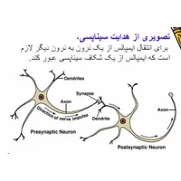 پاورپوینت سیستم عصبی ساختار و,پاورپوینت سیستم عصبی: ساختار و کنترل حرکت