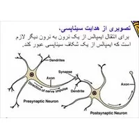 دانلود پاورپوینت سیستم عصبی,ساختار و,پاورپوینت سیستم عصبی: ساختار و کنترل حرکت