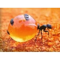 تاریخچه الگوریتم مورچها ,آزمایشات پل,پاورپوینت , کلیاتی ازکلونی مورچه ها حشرات اجتماعی , 68 اسلاید , pptx